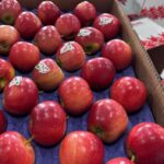 Premium Quality Red Delicious Apples